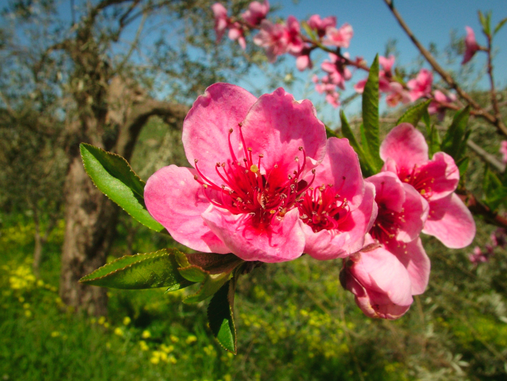 Fiori di Pesco