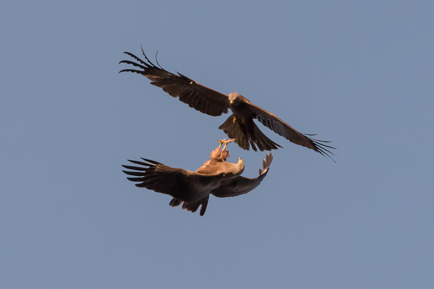 Corteggiamento in alta quota