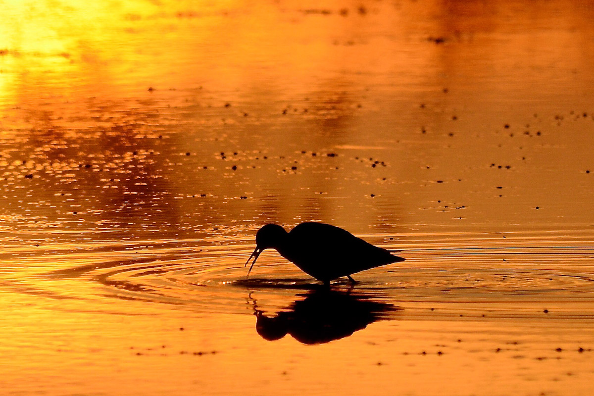 Limicolo al tramonto