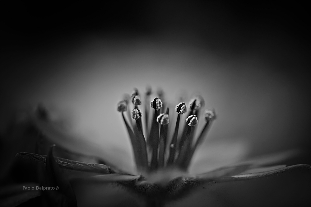 Non faccio foto di fiori