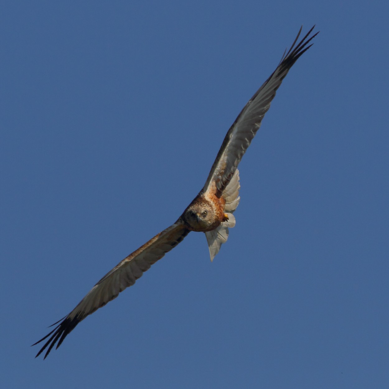 Falco di palude