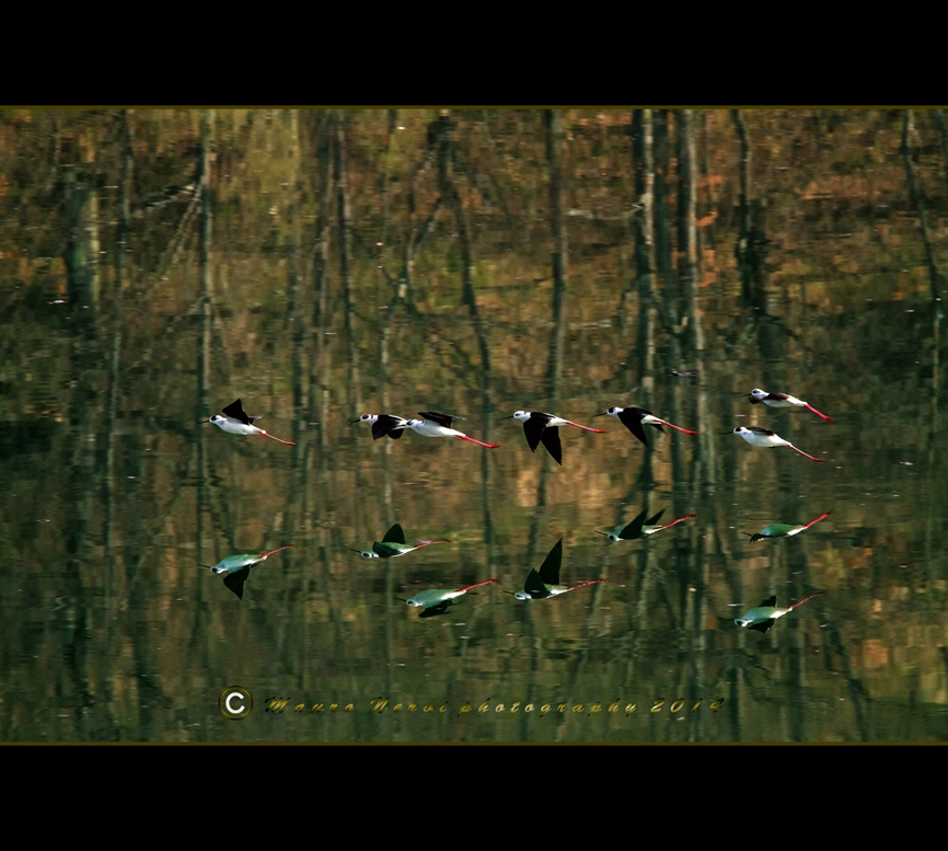 Cavalieri d' Italia in volo sul lago del Brugneto
