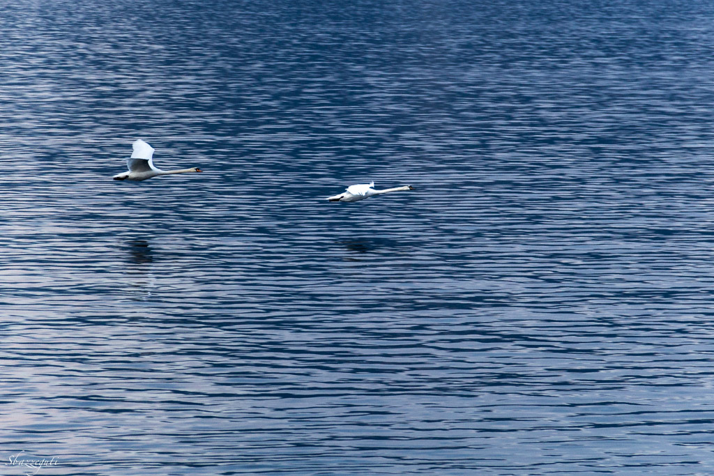 Veloci come il vento