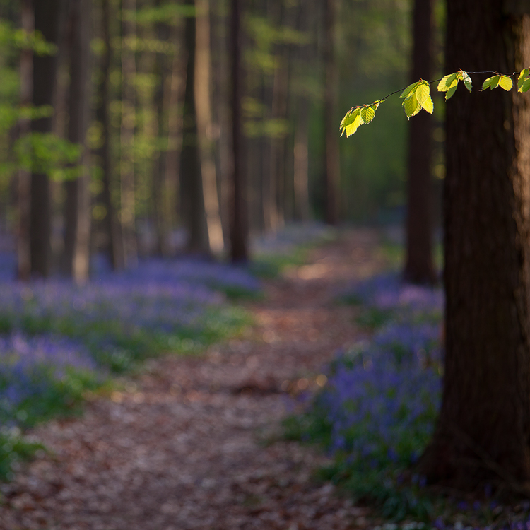 Hallerbos entryway
