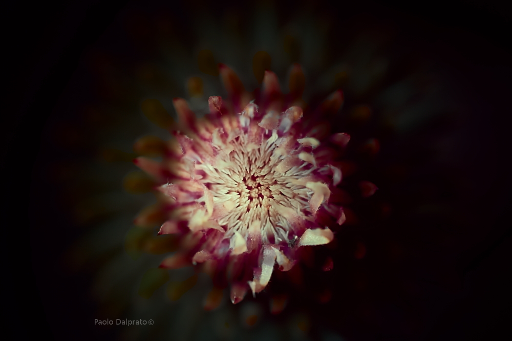 Non faccio foto di fiori