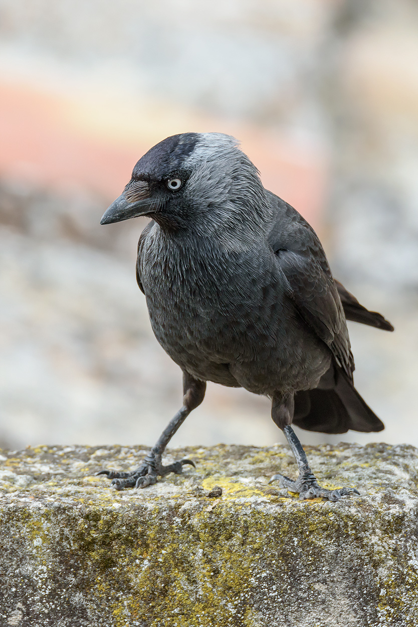 Coloeus monedula