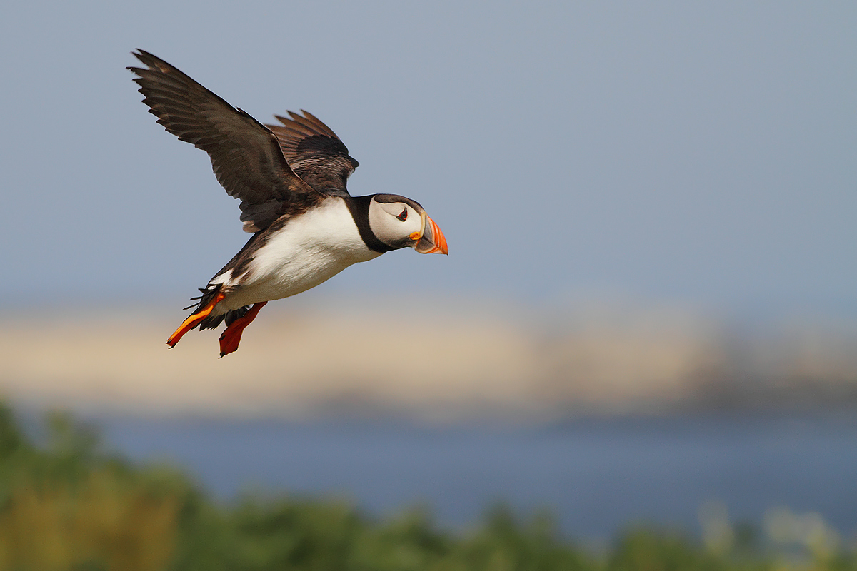 Puffin all'atterraggio