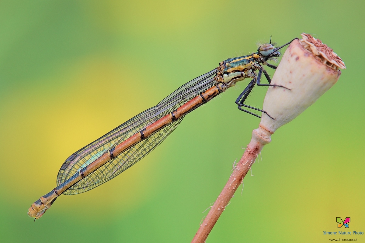 Pyrrhosoma nymphula.....