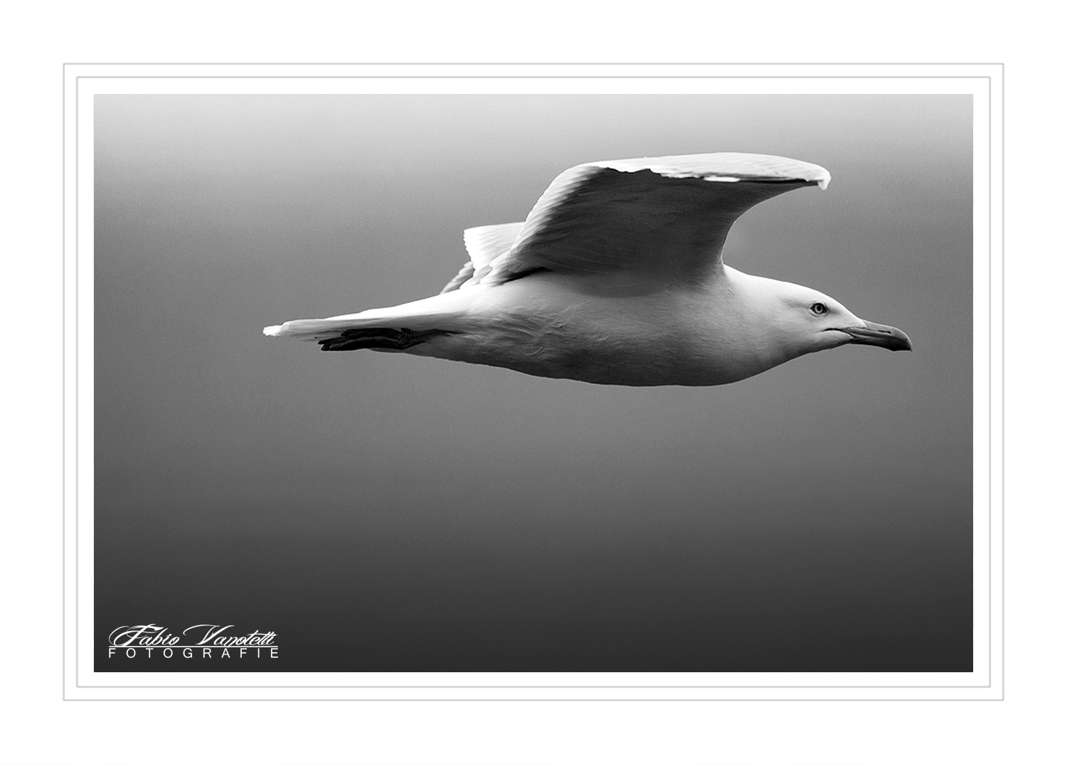 ::: P A N N I N G :::