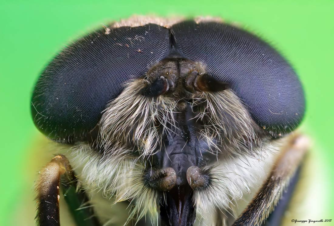 Ritratto di una sirfide "cicciona"