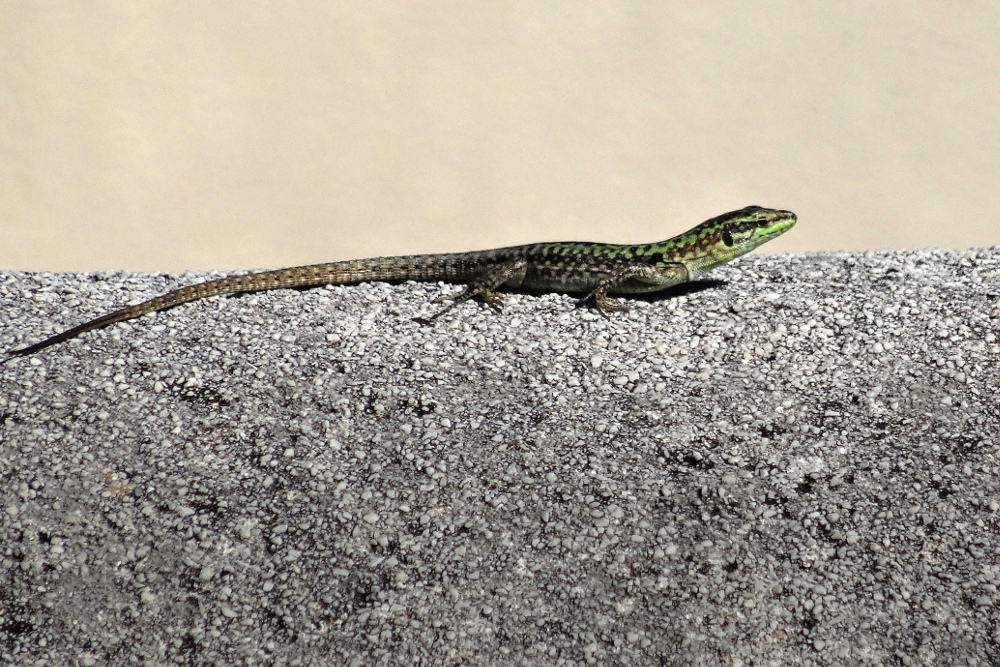 Lucertola al sole
