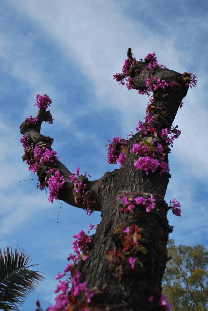 L'albero fiorito alza le braccia e si rivolge al cielo