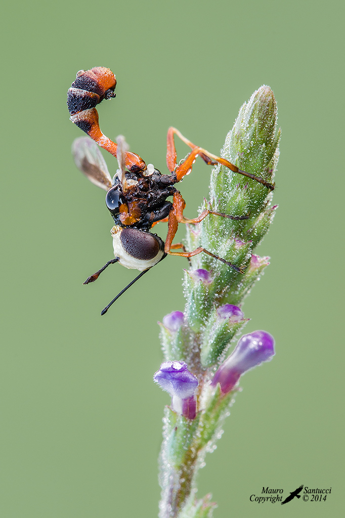Physocephala-Sp.-(conopidae)
