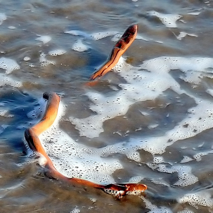 *** Serpente di mare ***