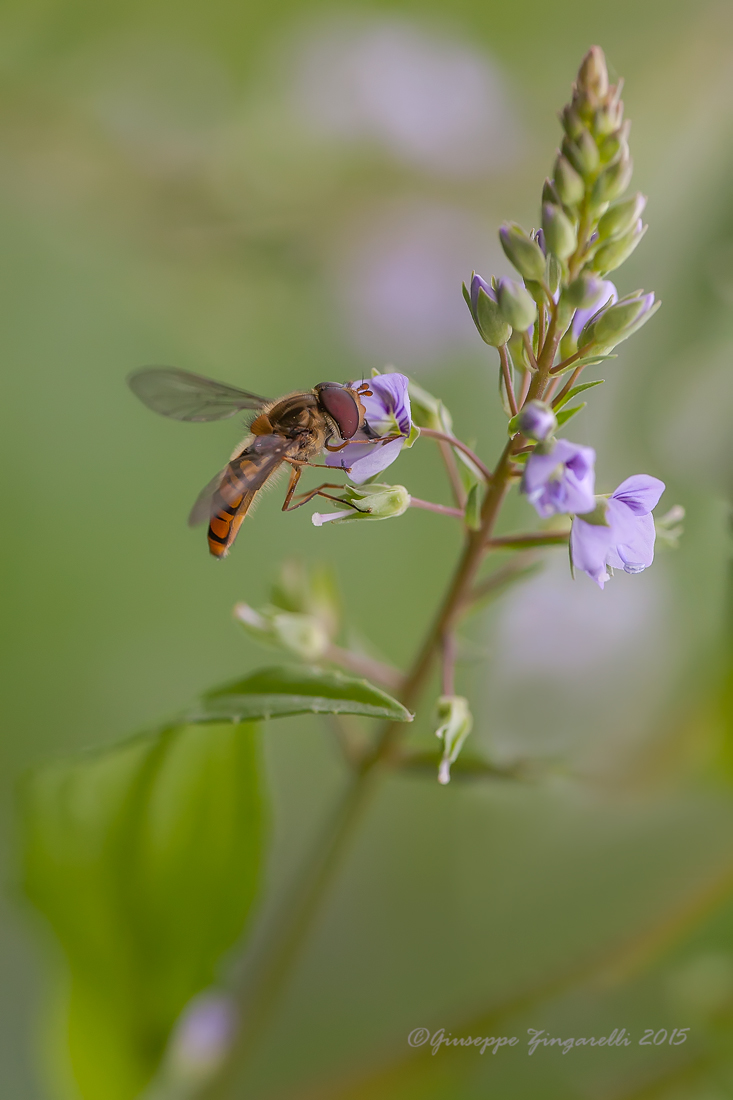 Sirfide  nel suo habitat