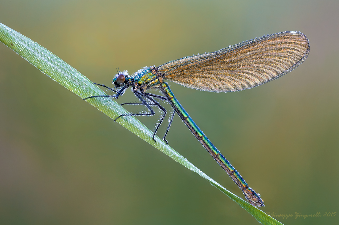 Calopteryx splendens