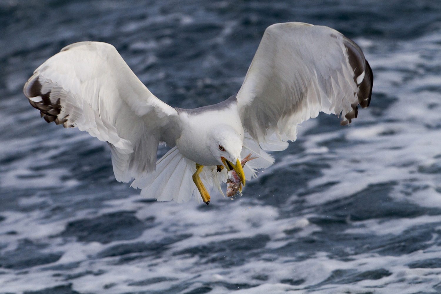 Gabbiano reale con preda