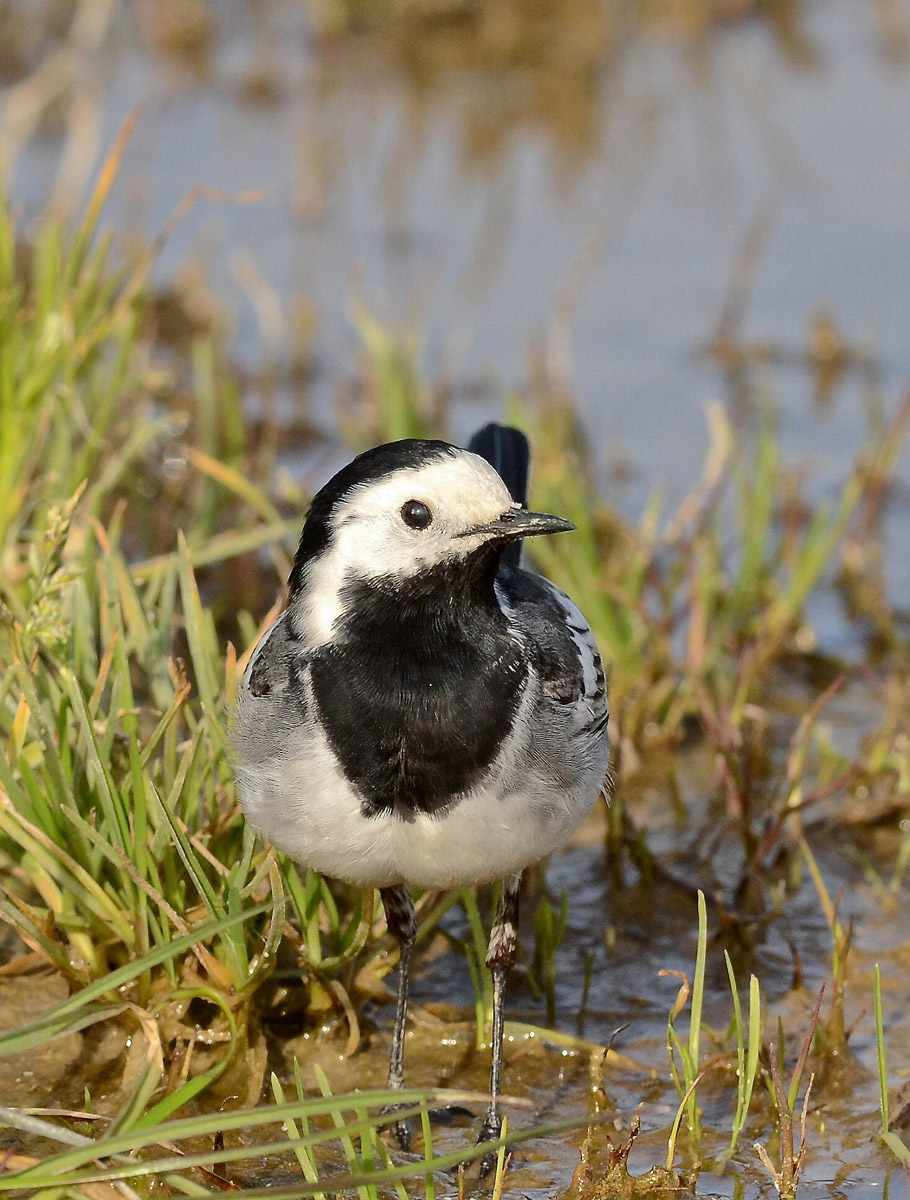 Ballerina bianco/nera