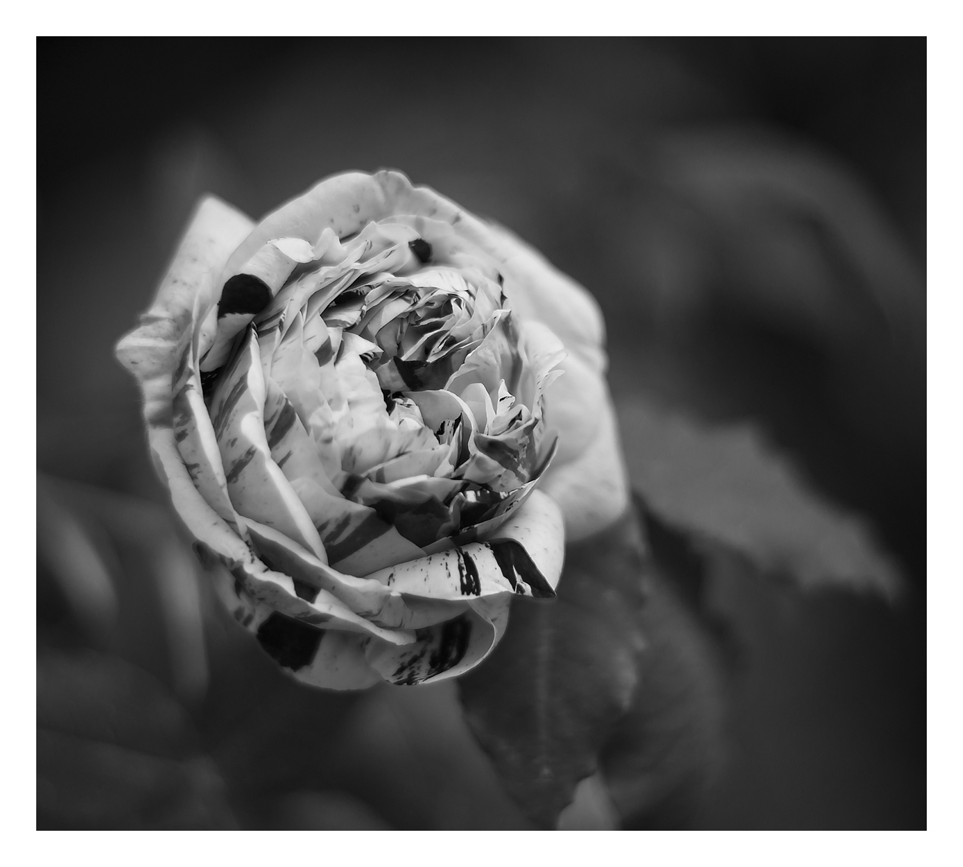 Variegata di bologna BN