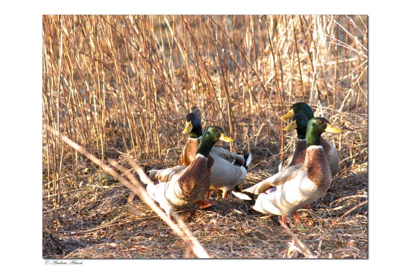 L' allegra compagnia