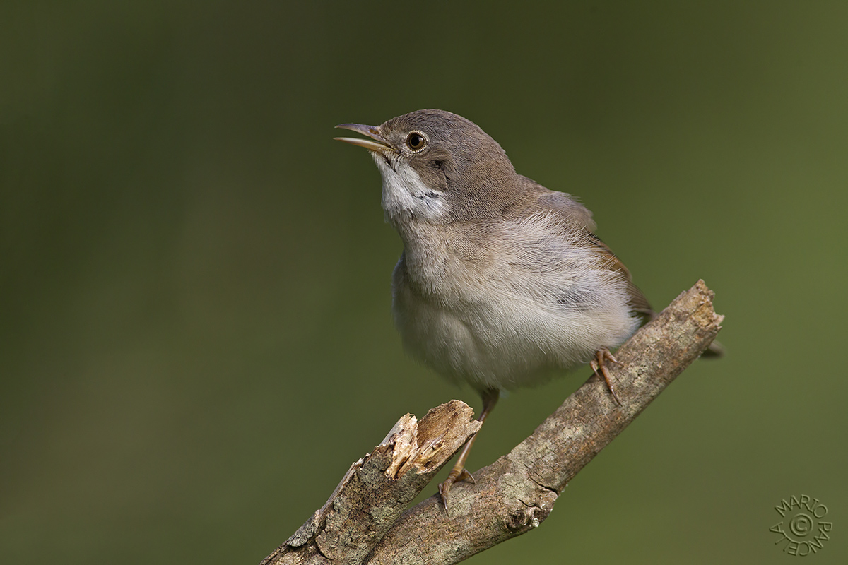 Sterpazzola (Sylvia communis)