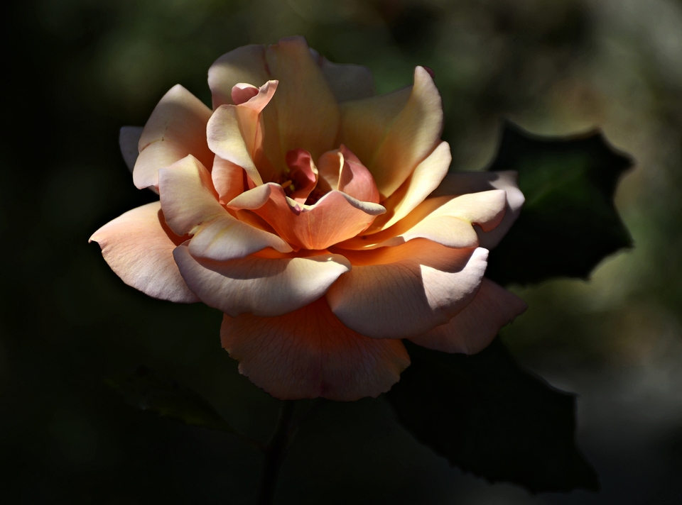 Rosa aulentissima