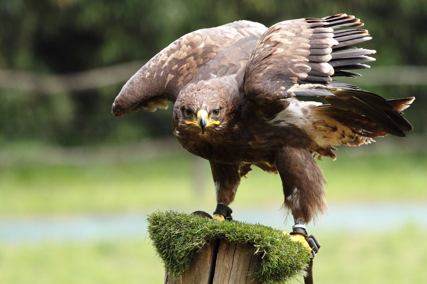 Atterraggio di potenza