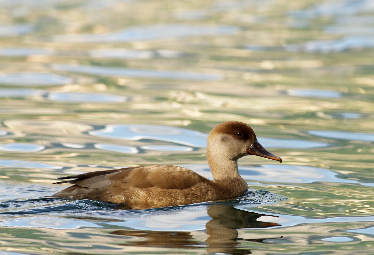 femmina di fistione turco (netta rufina)