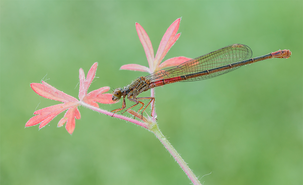 Ceriagrion-tenellum-femm...