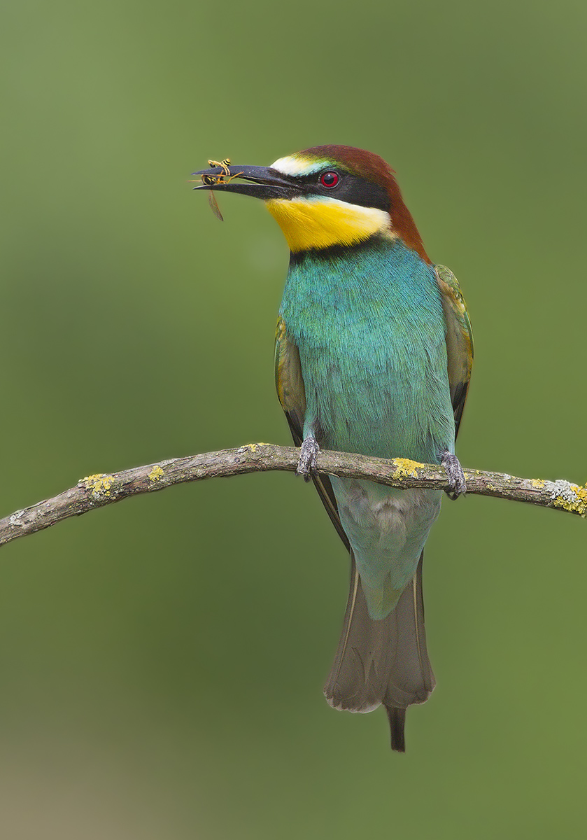 Gruccione (Merops apiaster)