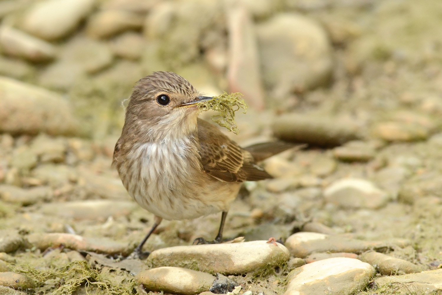 Pigliamosche pigliamuschio