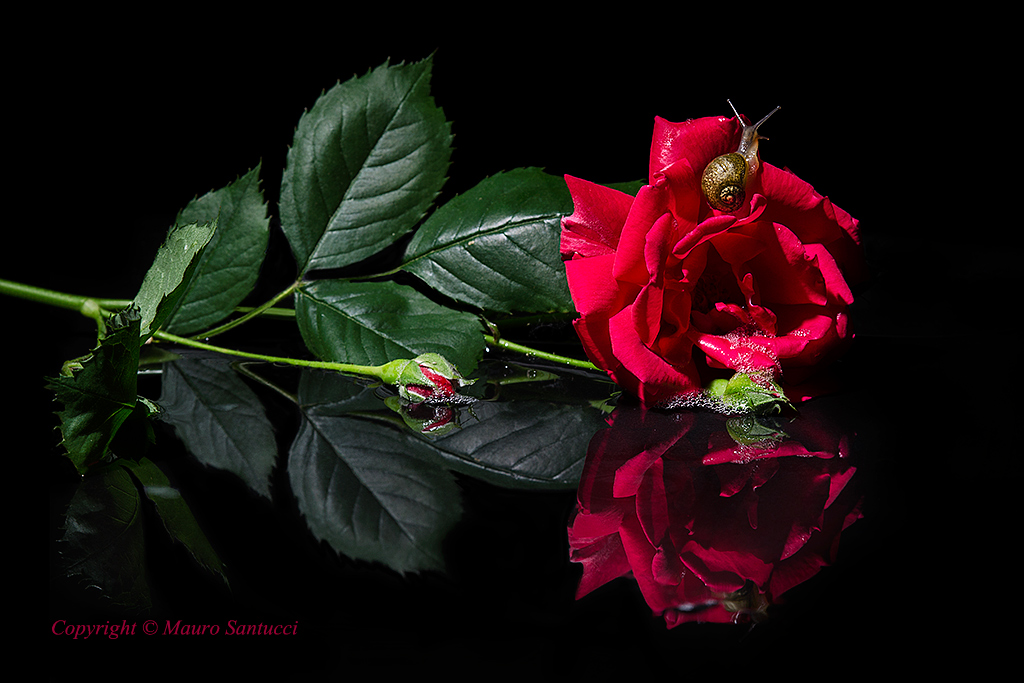 Reflected rose