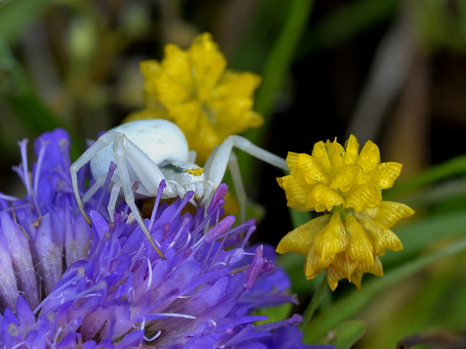 Thomisidae, Misumena vatia.