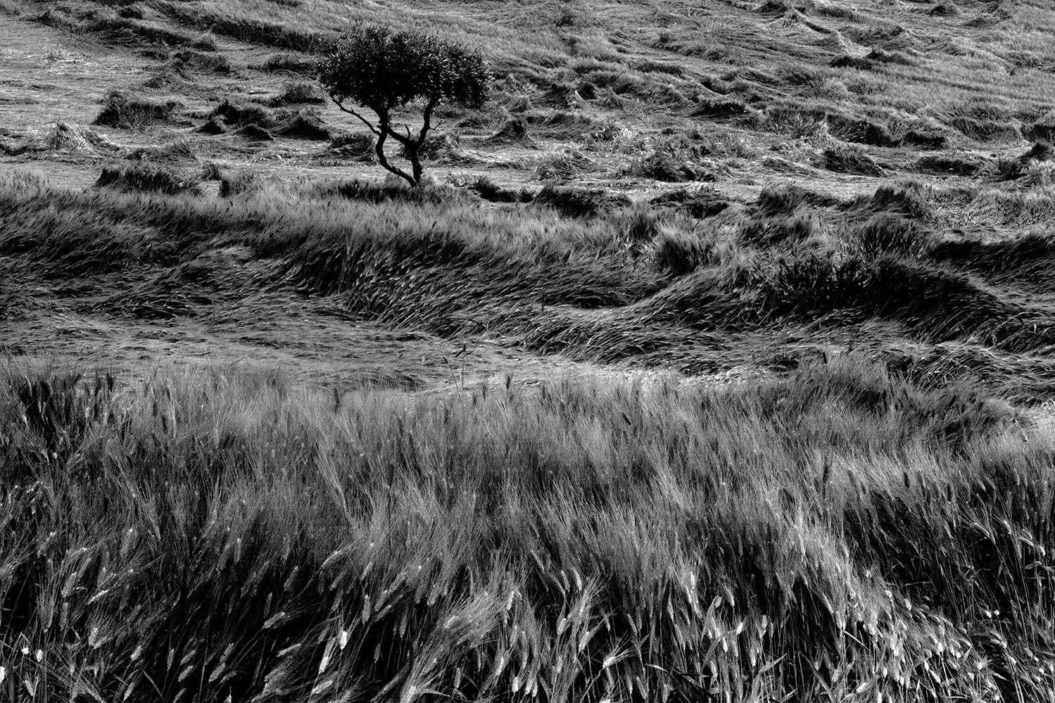 Il grano dopo i violenti giochi del vento