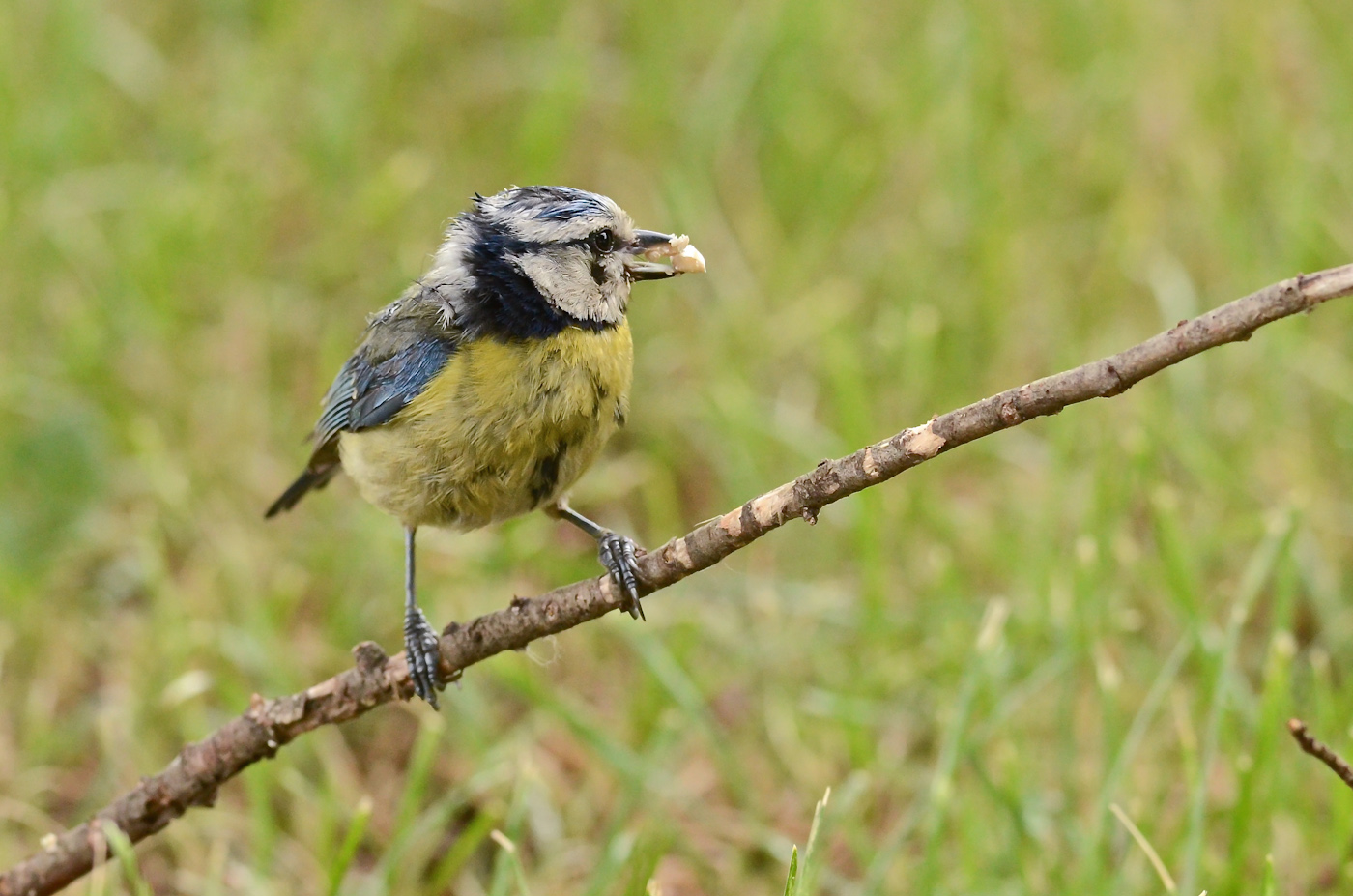La disperazione delle cinciarelle