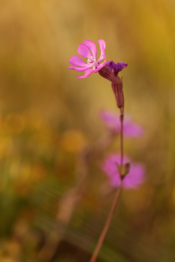 Silene dioica