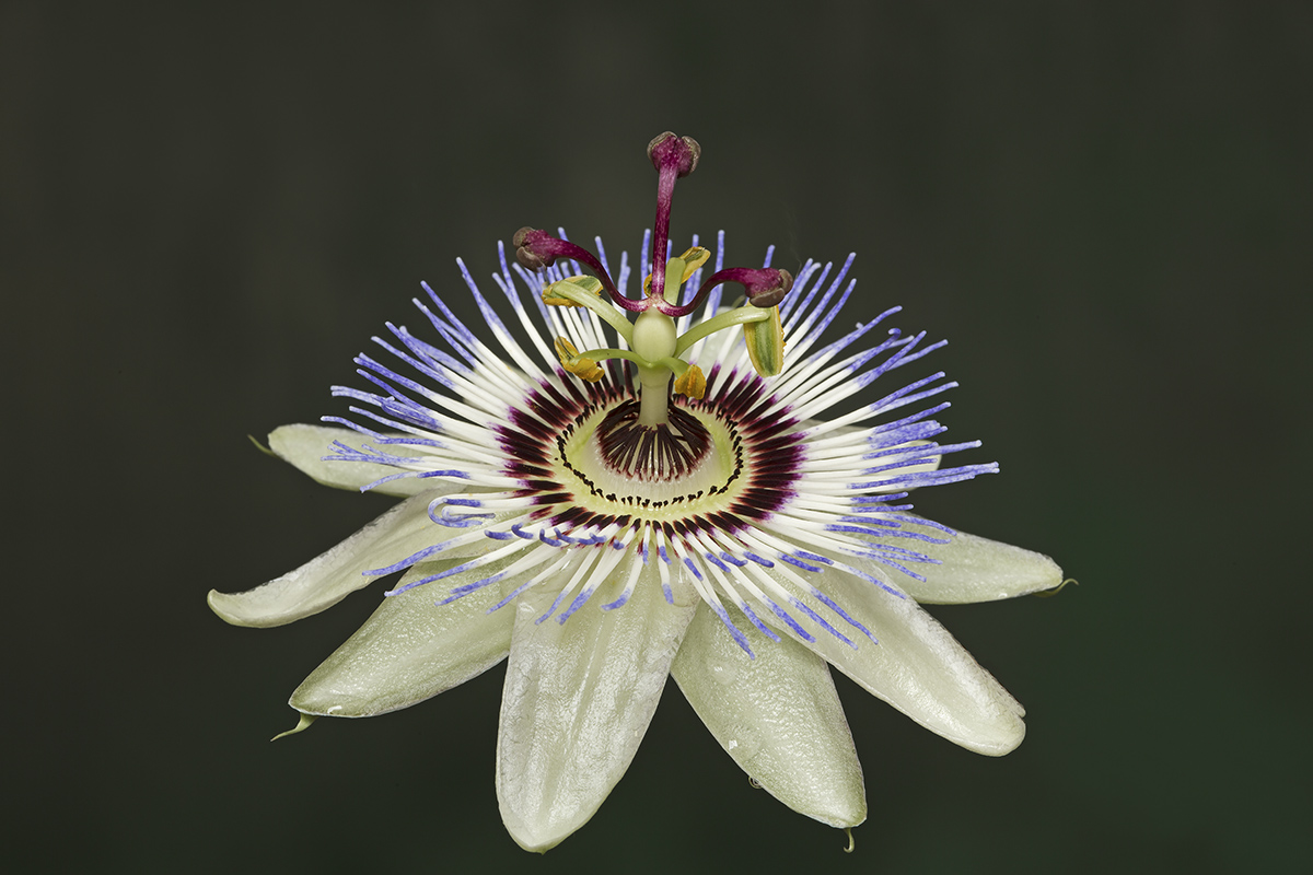 Passiflora caerulea