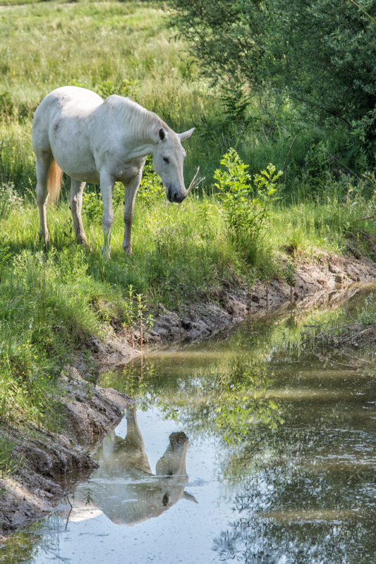 Attanasio cavallo vanesio
