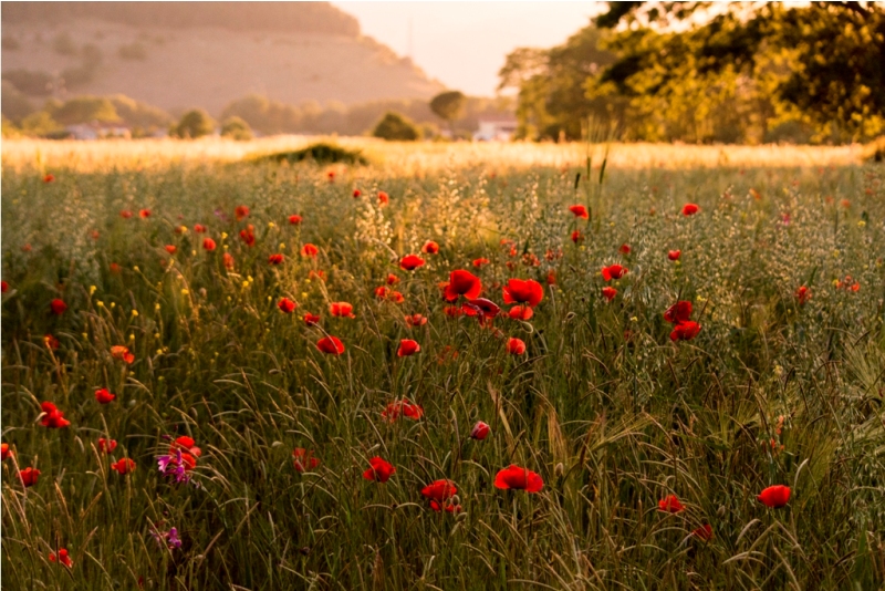 Papaveri 1