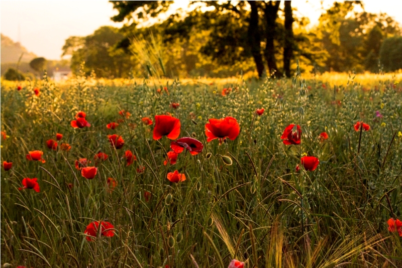 Papaveri 3