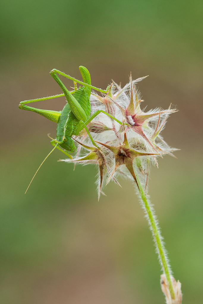 E mo' che faccio?Mi butto o no?