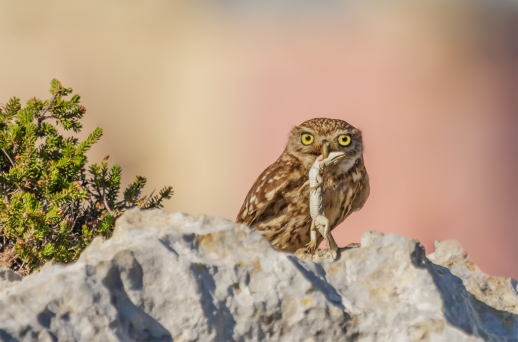 Civetta con preda...