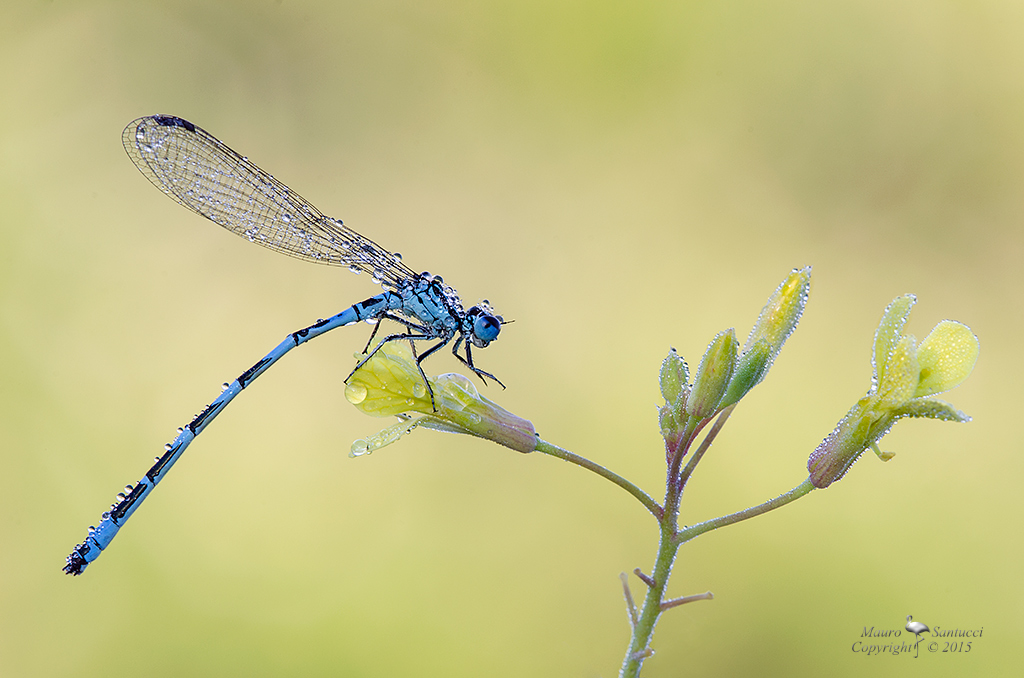 Coenagrion mercuriale