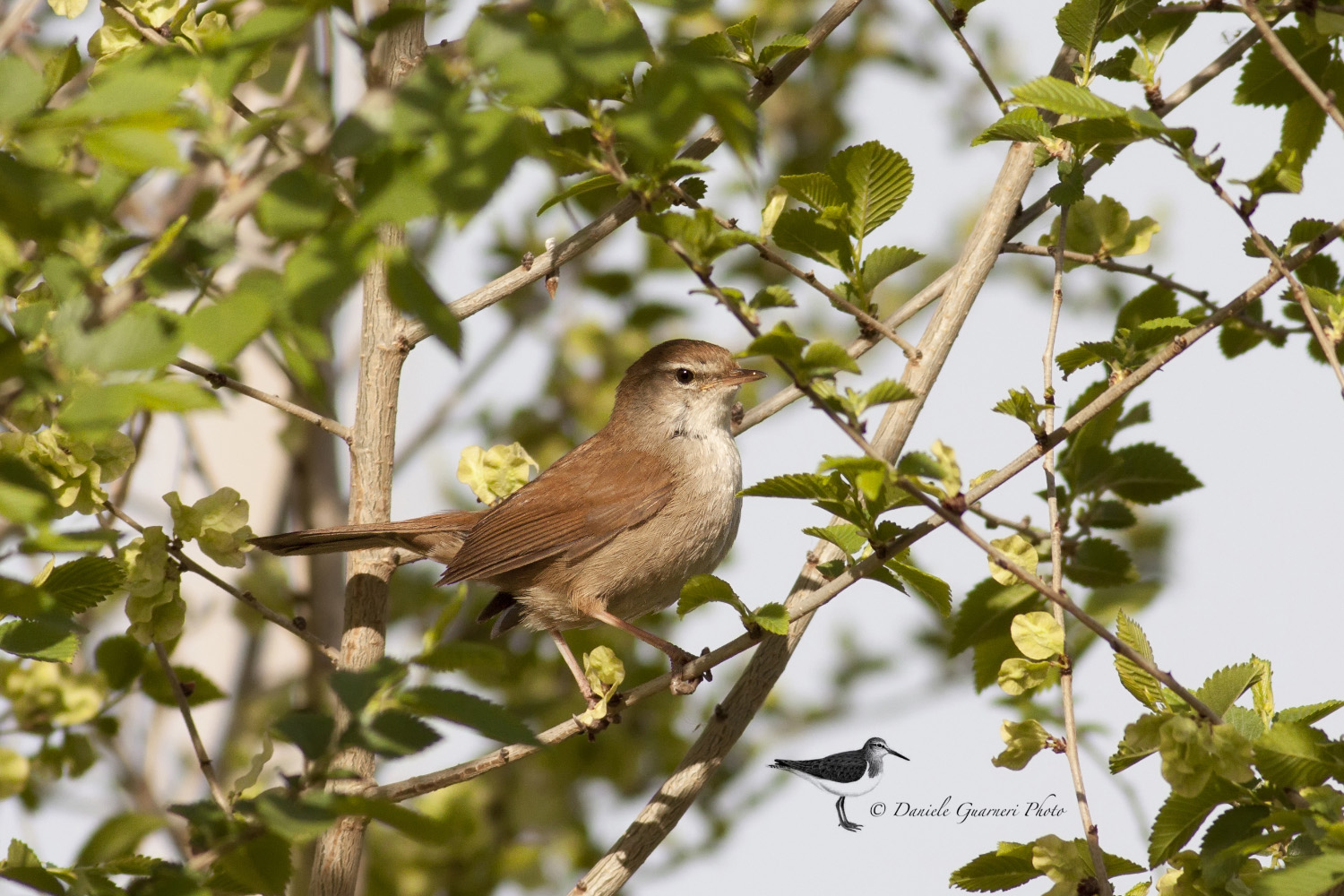 Usignolo di fiume (Cettia cetti)