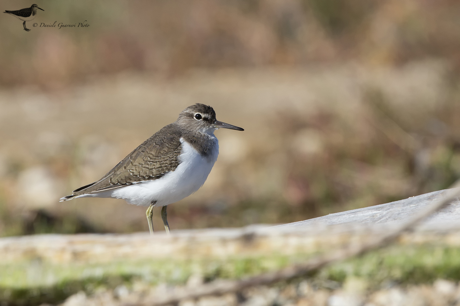 Piro piro piccolo (Actitis hypoleucos)