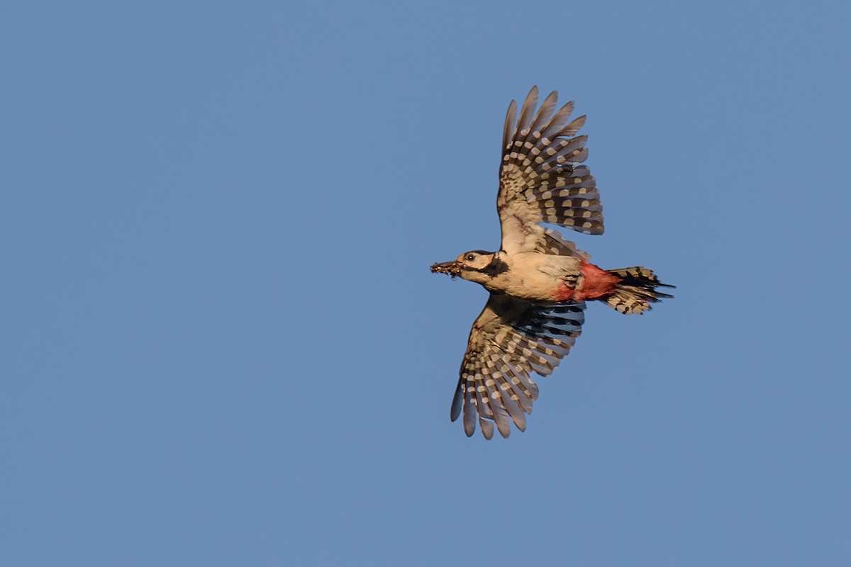 Picchio rosso maggiore