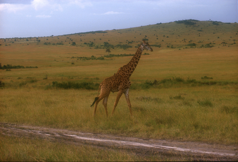 Maasai Mara, Kenya