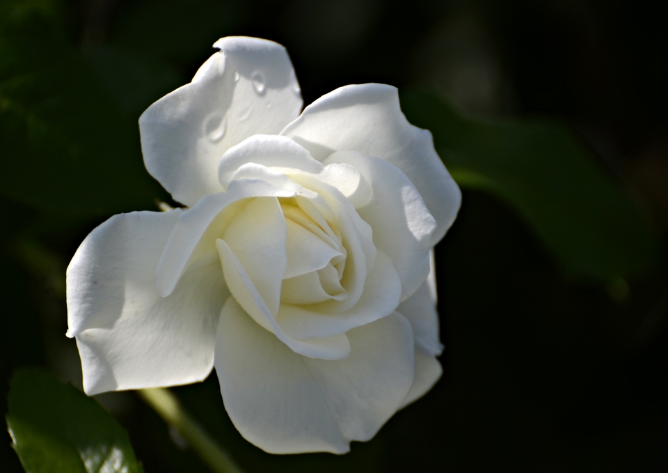 Il candore della Rosa