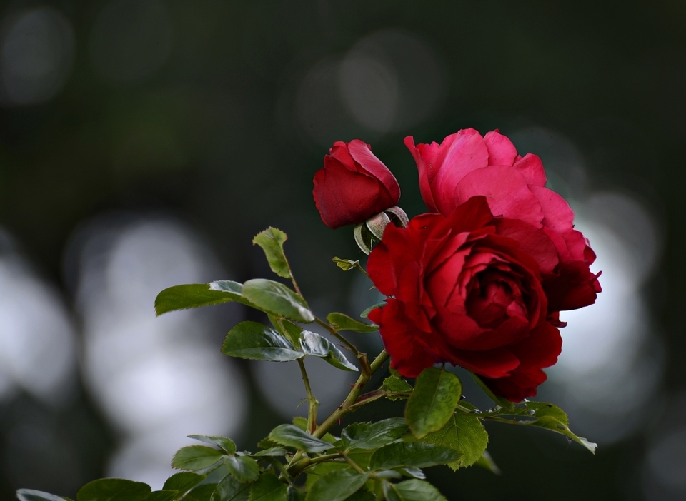 La bellezza della maturit�