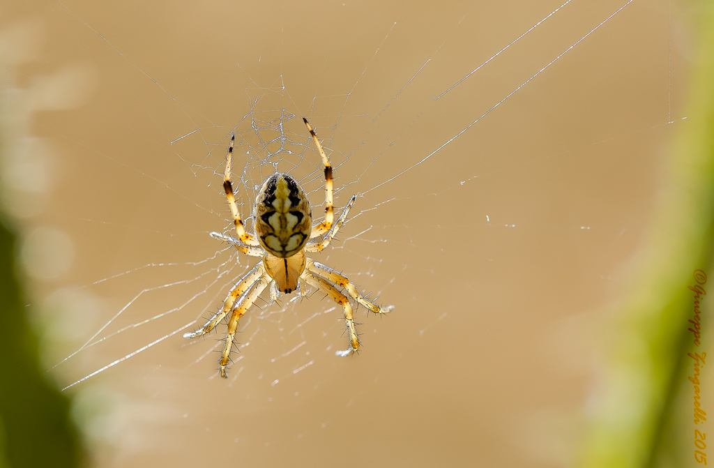 Araneidae: Neoscona adianta (Walckenaer, 1802)